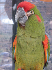 Red-fronted Macaw